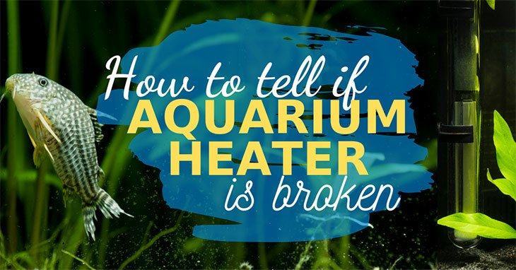 How-to-tell-if-aquarium-heater-is-broken