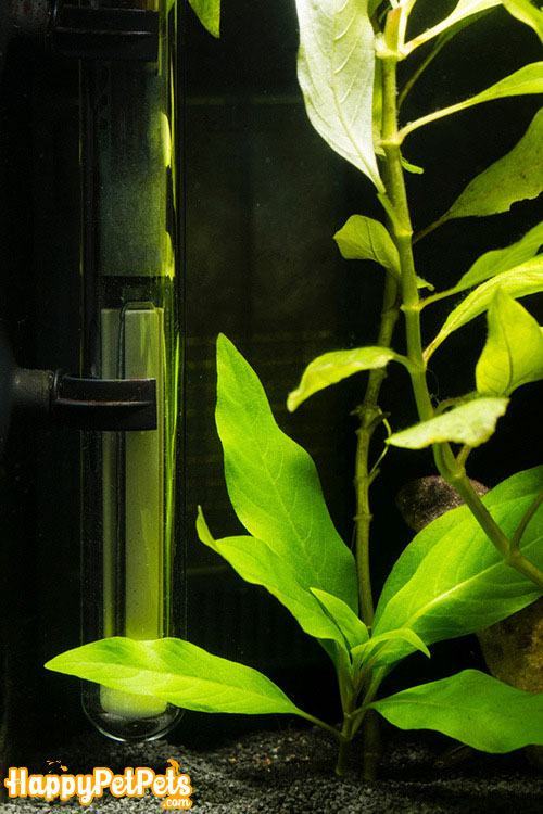 Submersible-heater-in-an-aquarium-with-tropical-green-plants