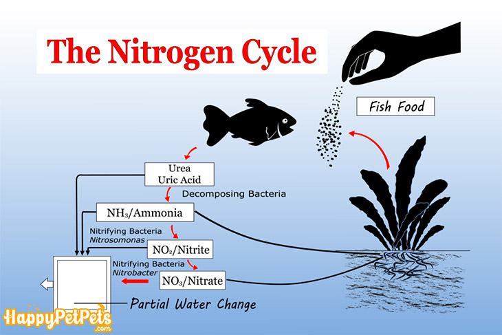 The-nitrogen-cycle-is-the-basic-thing-that-affects-the-ammonium-level-in-the-aquarium