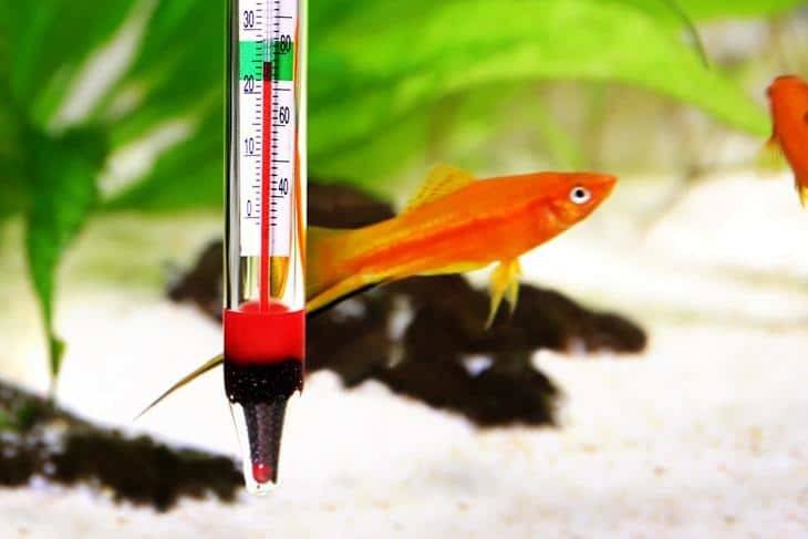 You-can-know-how-to-tell-if-aquarium-heater-is-broken-or-not-by-using-a-thermometer-to-compare-the-fish-tank’s--temperature