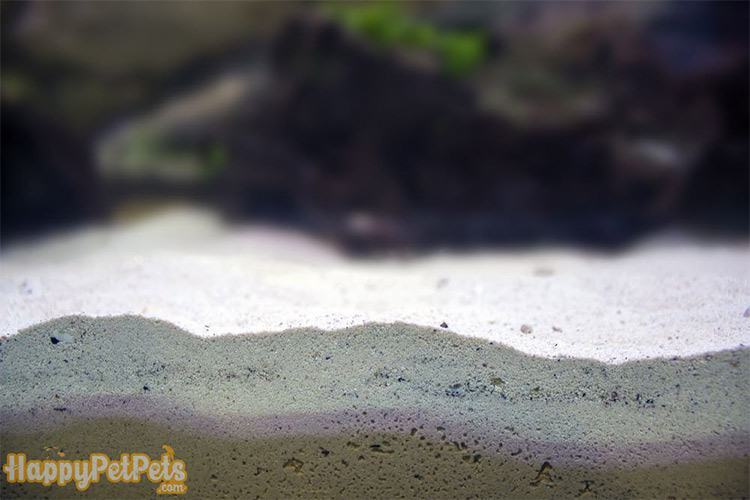 saltwater tank sand