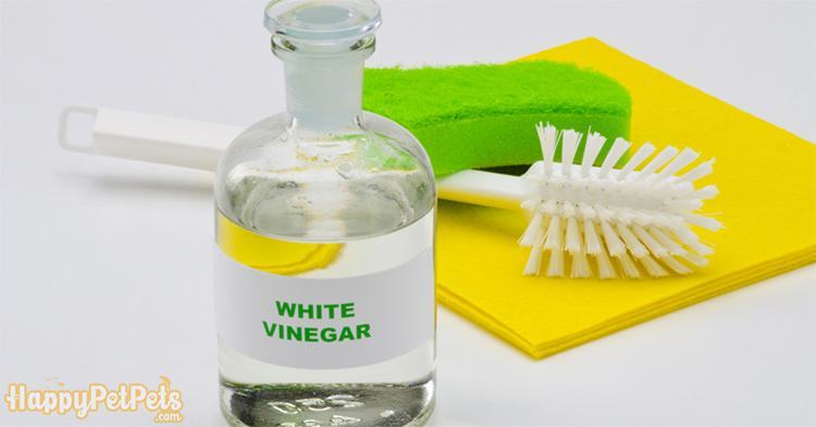 White-vinegar-and-apple-vinegar-is-a-good-detergent-for-cleaning-old-aquarium-gravel-and-the-entire-fi