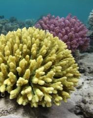 Stony-Corals