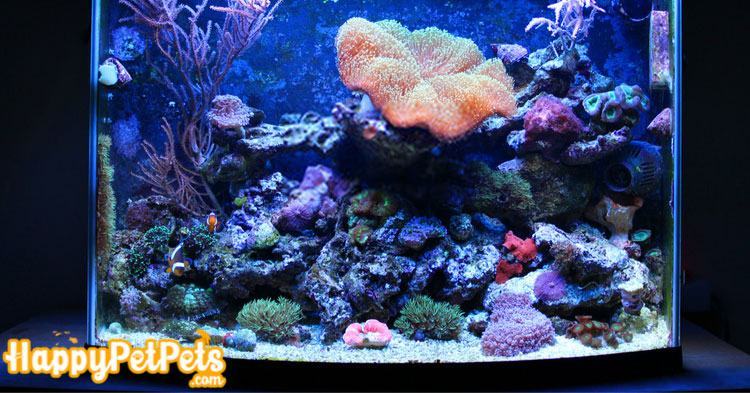 What is a nano reef tank