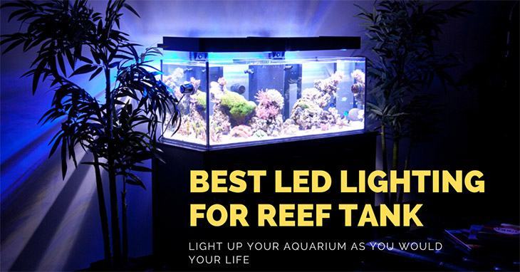 Best LED lighting for reef tank