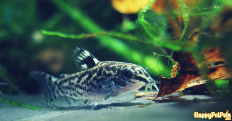 best fish for 10 gallon tank