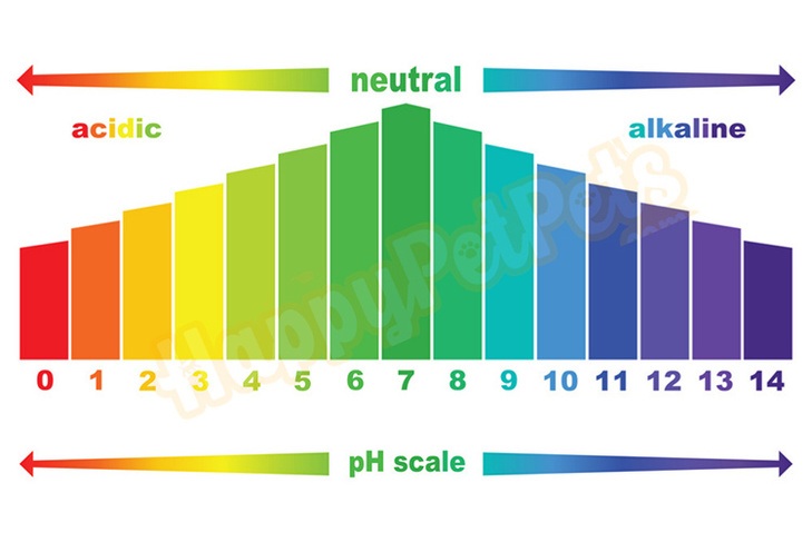 Little Known Ways to How To Lower/ Raise Ph In Aquarium Naturally ...