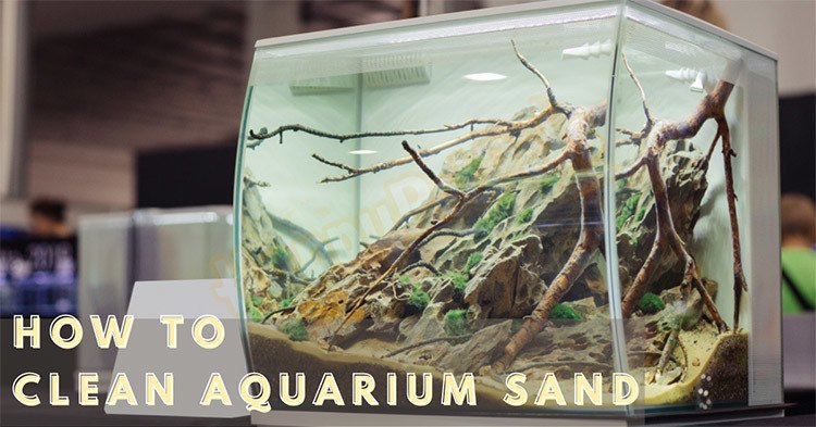 how-to-clean-aquarium-sand