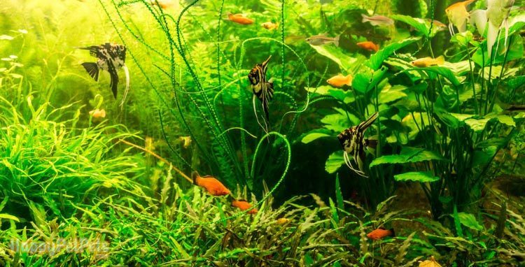 What Makes a Freshwater Aquarium the Best?