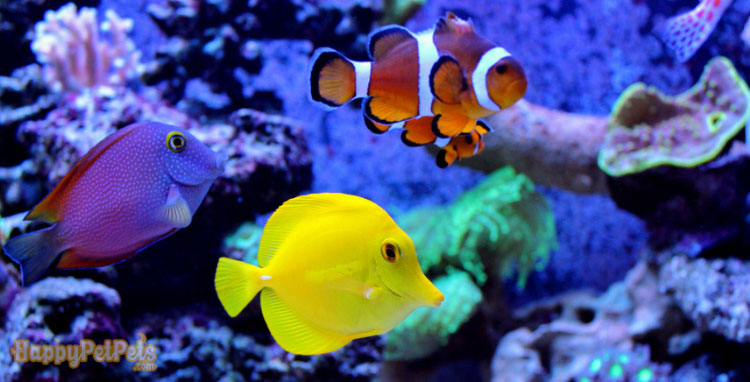 What Makes A Saltwater Aquarium Special