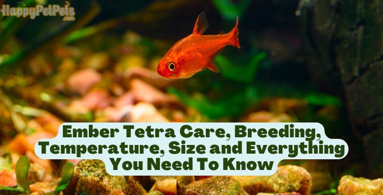 Ember-Tetra-Care,-Breeding,-Temperature,-Size