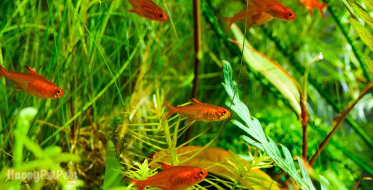 Are Ember Tetras Compatible With Other Fish in the Tank