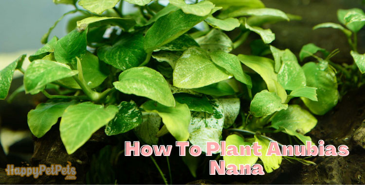 How-to-plant-anubias-nana
