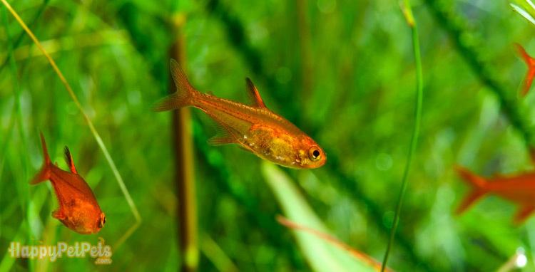 Ember Tetras Grow To What Size?