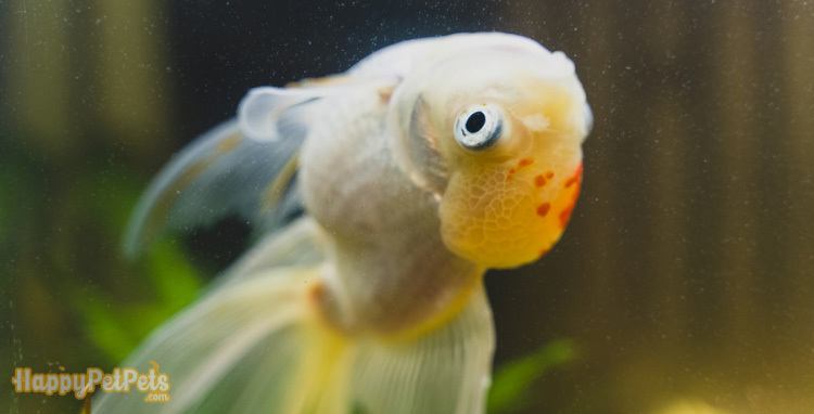Sick-goldfish-swims-upside-down-in-aquarium-effected-by-amoniac