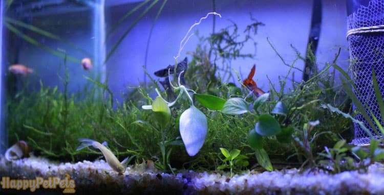 Tips for Maintaining Low Light Aquarium Plants